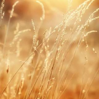 Sunshine phone wallpaper