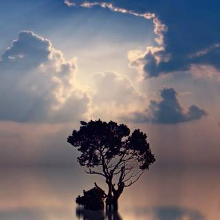 Sunshine phone wallpaper