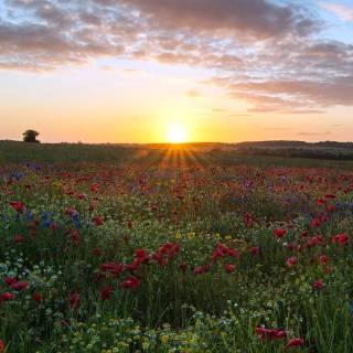 Sunset iPhone X wallpaper