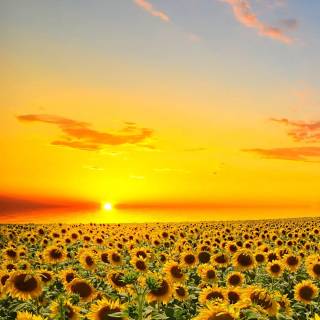 Sunflowers phone wallpaper