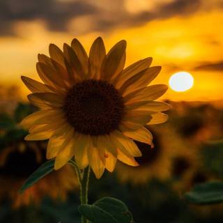 Sunflowers phone wallpaper