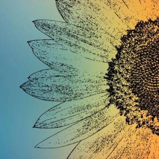 Sunflowers phone wallpaper
