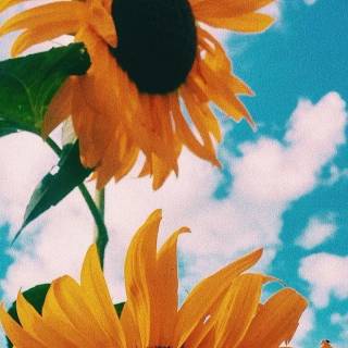 Sunflowers phone wallpaper