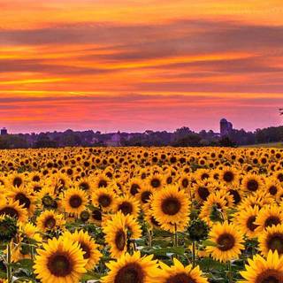 Sunflowers phone wallpaper