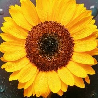 Sunflowers phone wallpaper