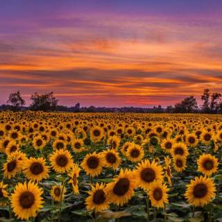 Sunflowers phone wallpaper