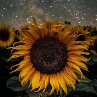 Sunflowers phone wallpaper