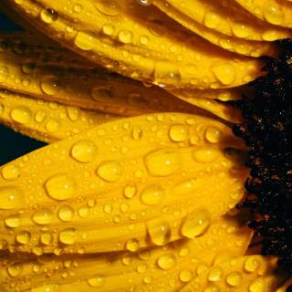 Sunflowers phone wallpaper