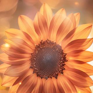 Sunflowers phone wallpaper