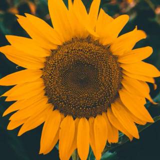 Sunflowers phone wallpaper