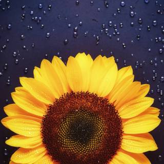 Sunflowers phone wallpaper