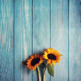 Sunflowers phone wallpaper