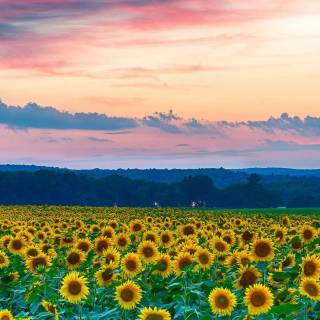 Sunflowers phone wallpaper