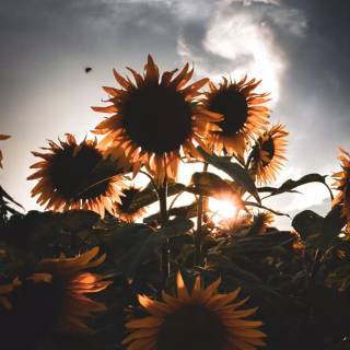 Sunflowers phone wallpaper