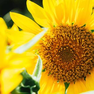 Sunflowers phone wallpaper