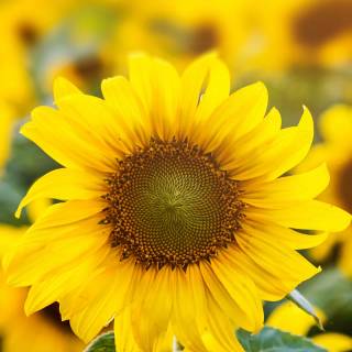 Sunflowers phone wallpaper