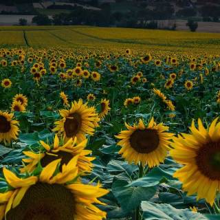 Sunflowers phone wallpaper