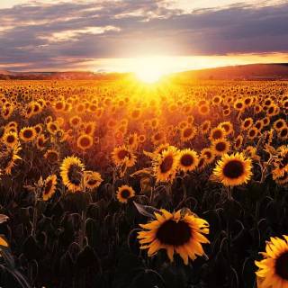 Sunflowers phone wallpaper