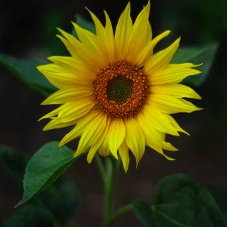 Sunflowers phone wallpaper