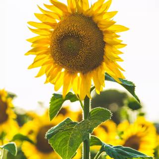 Sunflowers phone wallpaper