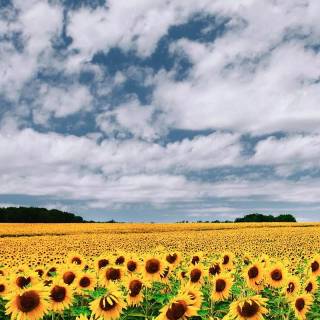 Sunflowers phone wallpaper