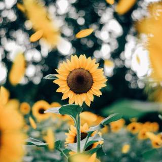 Sunflowers phone wallpaper