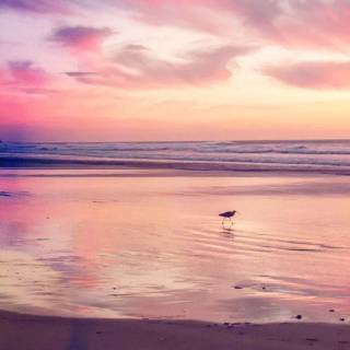 Sunset beach phone wallpaper