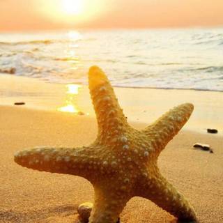 Sunset beach phone wallpaper