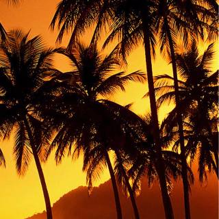 Sunset beach phone wallpaper