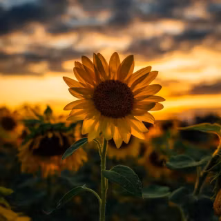Sunflowers wallpaper
