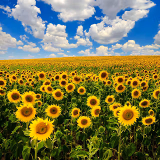 Sunflowers wallpaper