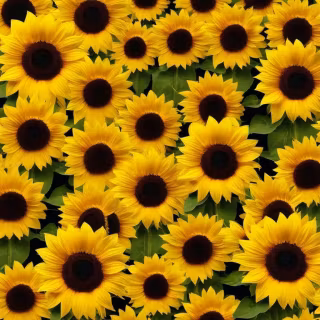 Sunflowers wallpaper