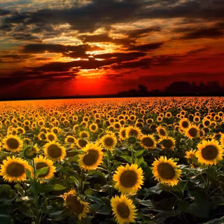 Sunflowers wallpaper