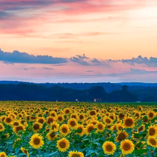 Sunflowers wallpaper