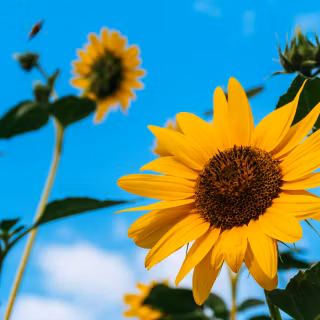 Sunflowers wallpaper