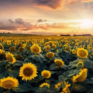 Sunflowers wallpaper