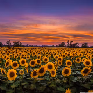 Sunflowers wallpaper