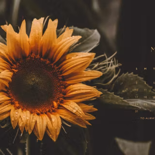 Sunflowers wallpaper