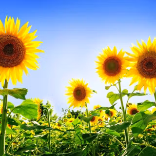Sunflowers wallpaper