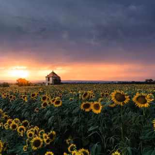 Sunflowers wallpaper