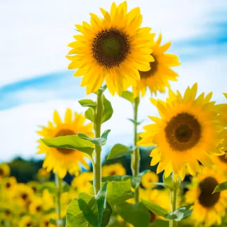 Sunflowers wallpaper