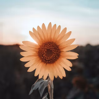 Sunflowers wallpaper