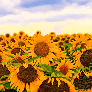 Sunflowers wallpaper