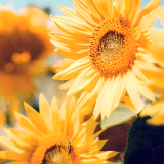 Sunflowers wallpaper