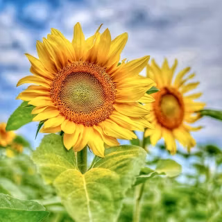 Sunflowers wallpaper