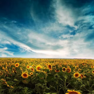 Sunflowers wallpaper