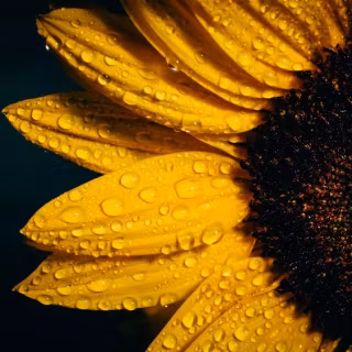 Sunflowers wallpaper