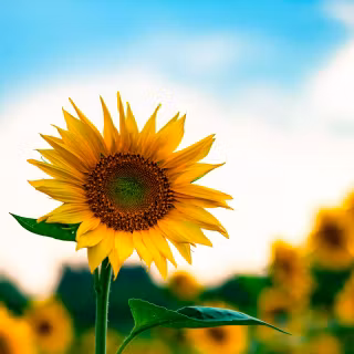 Sunflowers wallpaper