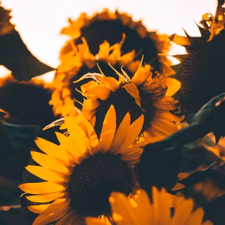 Sunflowers wallpaper