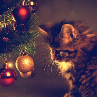 Christmas cat iPhone wallpaper